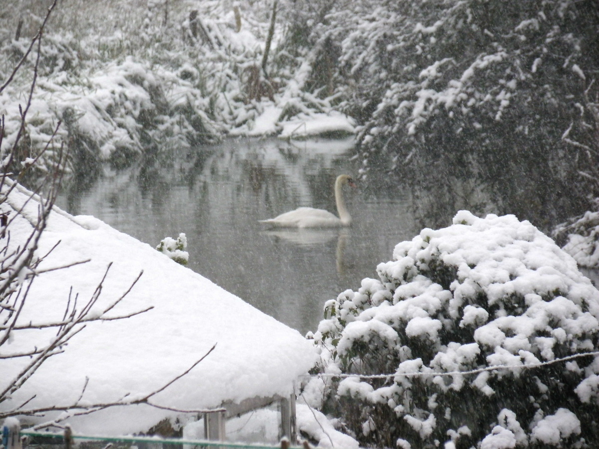 Swan on the River Blackwater